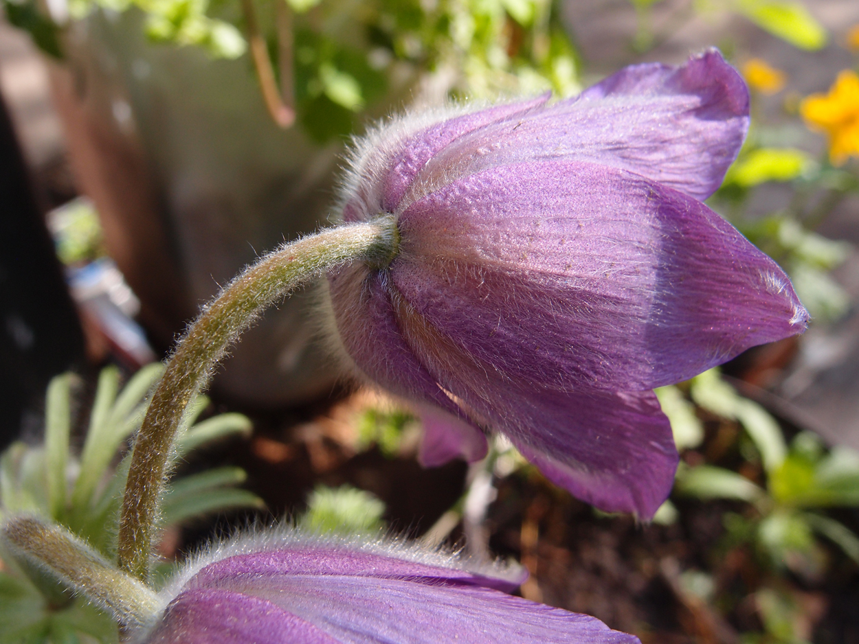 2019-04-24 wendel - der Garten